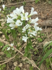 Cardamine bulbosa
