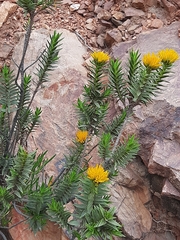 Pteronia fasciculata