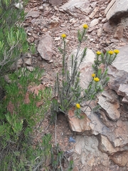 Pteronia fasciculata