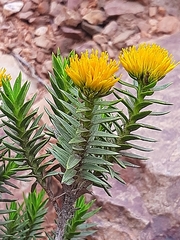 Pteronia fasciculata