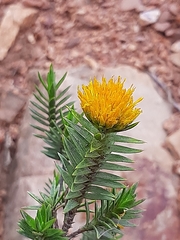 Pteronia fasciculata