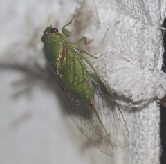 Glaucopsaltria viridis
