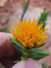 Pteronia fasciculata