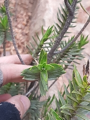 Pteronia fasciculata