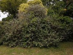 Feijoa sellowiana