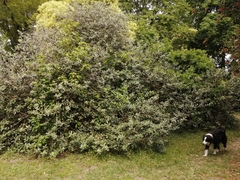 Feijoa sellowiana