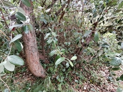 Feijoa sellowiana