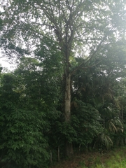 Couroupita guianensis