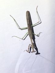 Stagmomantis resacae