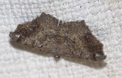 Dissomorphia australiaria