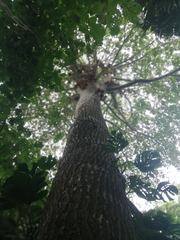 Couroupita guianensis