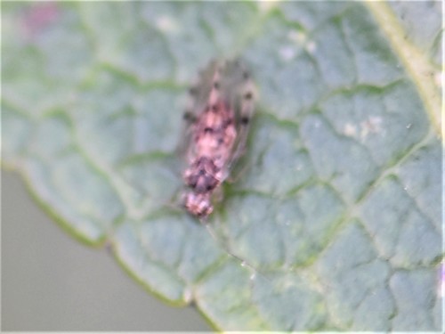 Peters' barklouse, Groesbeek, Nederland, photo 6 of 10
