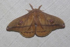 Opodiphthera rhythmica