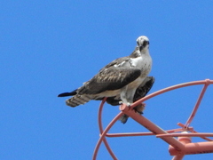 Pandion haliaetus