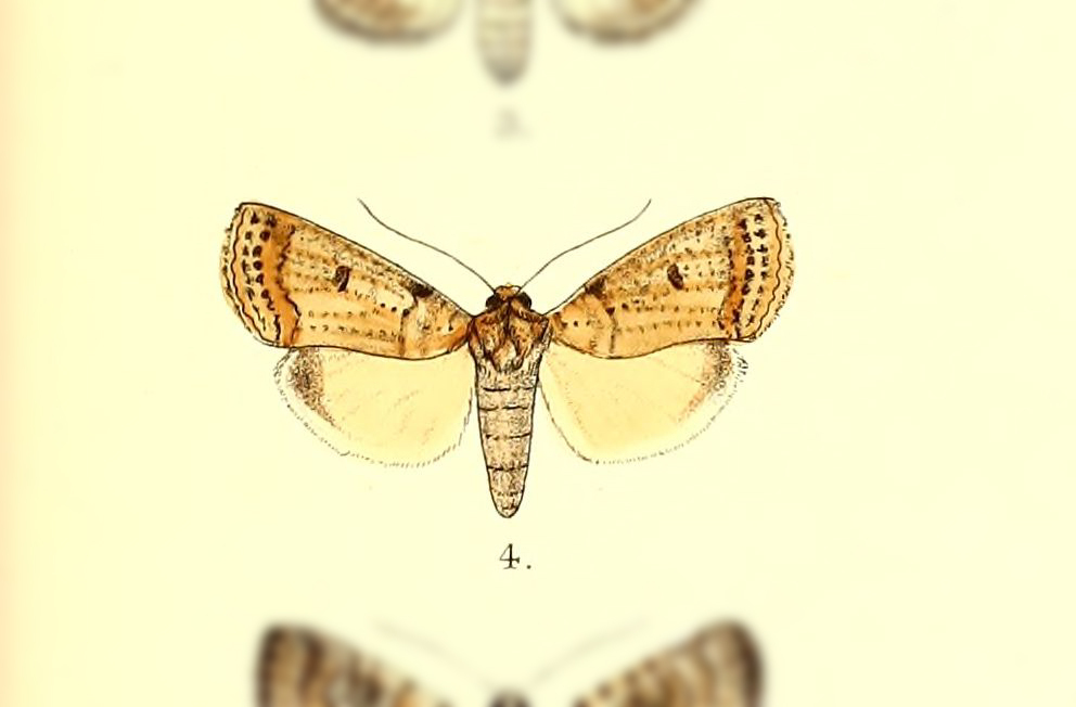 Kerala multipunctata