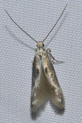 Blastodacna
