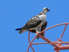 Pandion haliaetus