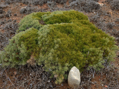 Ulex erinaceus