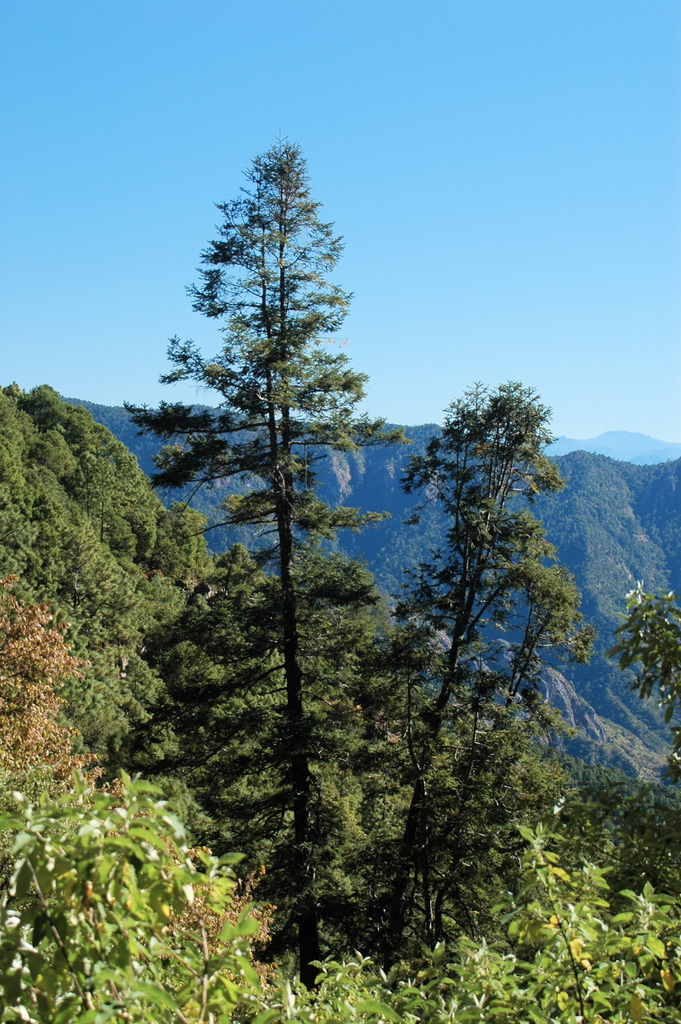 Fol Tree Abies neodurangensis from Pueblo Nuevo, Durango, Mexico on November 30 ...