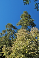 Abies durangensis