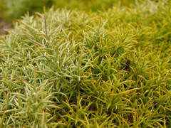 Ulex erinaceus
