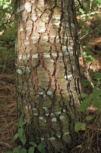 Durango fir