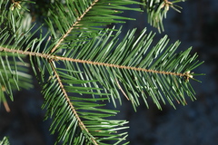 Abies durangensis