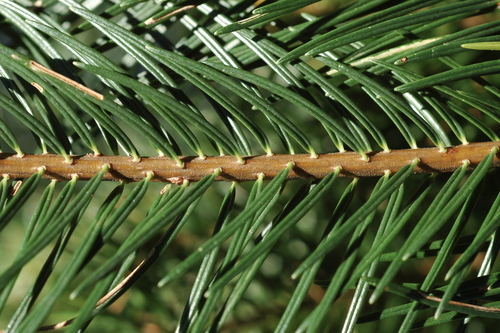 Durango fir