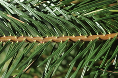 Abies durangensis
