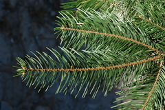 Abies durangensis