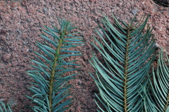 Abies durangensis