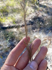 Aristida condensata