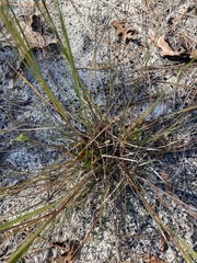 Aristida condensata