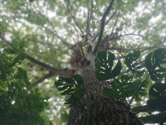 Couroupita guianensis
