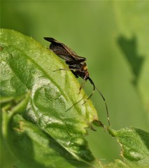 Adelphocoris rapidus