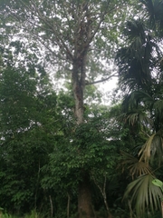 Couroupita guianensis