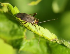 Adelphocoris rapidus