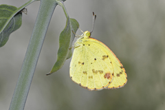 Pyrisitia lisa centralis