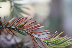 Rhizosphaera kalkhoffii