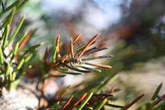 Rhizosphaera kalkhoffii