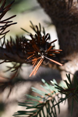 Rhizosphaera kalkhoffii