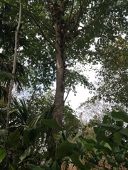 Couroupita guianensis