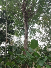 Couroupita guianensis