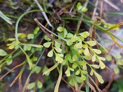 Asplenium × alternifolium