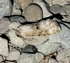 Sympistis occata