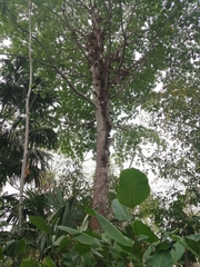 Couroupita guianensis
