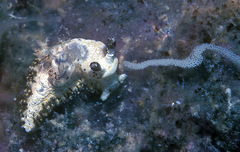 Goniodoris