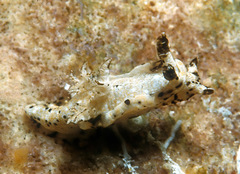 Goniodoris