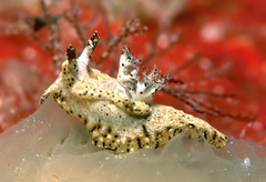 Goniodoris