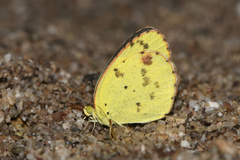 Pyrisitia lisa centralis